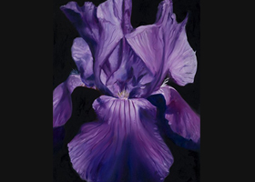 Victor Blakey -- Amethyst Iris